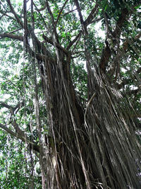 Cirad - D. Louppe - Ficus Ghana