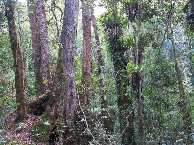Transition entre deux différentes communautés forestières: une forêt tempérée à Nothofagus (gauche) et une forêt sub-tropicale humide (droite). Frontière entre le Queensland et la Nouvelle-Galles du Sud (Australie). La densité des arbres est forte au sein de ces deux communautés forestières. Les arbres, appartenant à une grande diversité d'espèces aux caractéristiques différentes, rentrent ainsi fortement en compétition pour les ressources. (crédit photo Robert Kooyman) 
