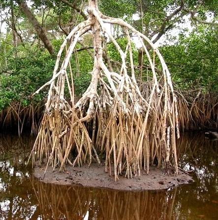 Mangrove forest - Gabon © B. Locatelli