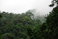 Paysage forestier du sud-ouset du Cameroun (cliché C. Doumenge)