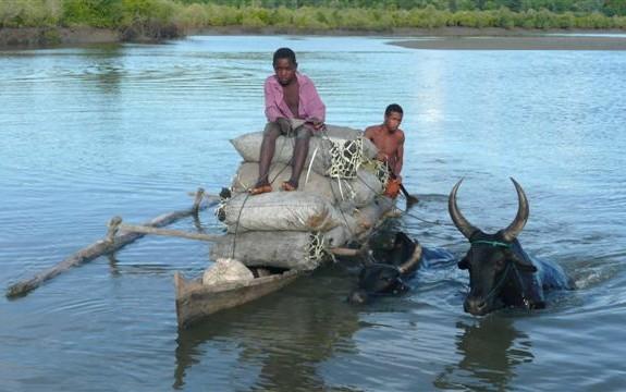 Transport of charcoal in Madagascar © Cirad, R. Peltier