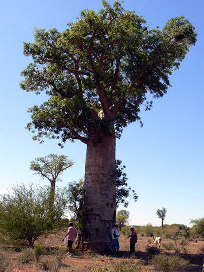 Un baobab de l’espèce Adansonia Za - Madagascar © J.M. Leong