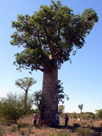 A Baobab Tree of the species Adansonia Za - Madagascar © J.M. Leong