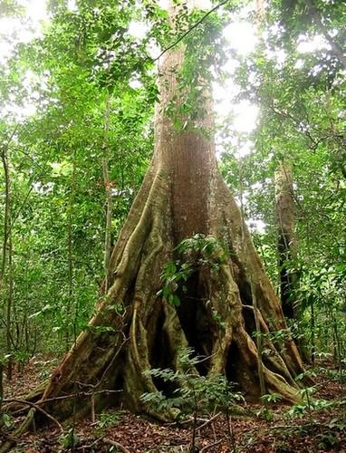 The Gabonese forest © B. Locatelli