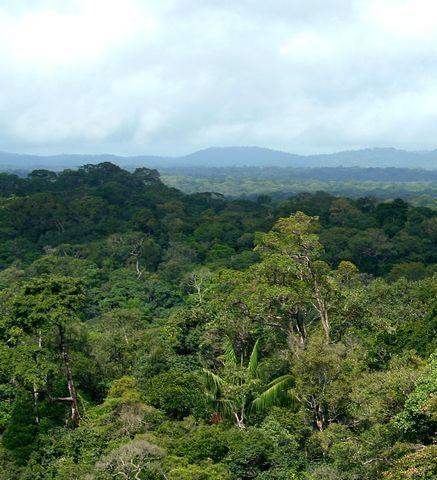 Amazonie : un rapport de référence détaille des mesures concrètes pour lutter contre la déforestation