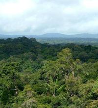 Amazonie : un rapport de référence détaille des mesures concrètes pour lutter contre la déforestation