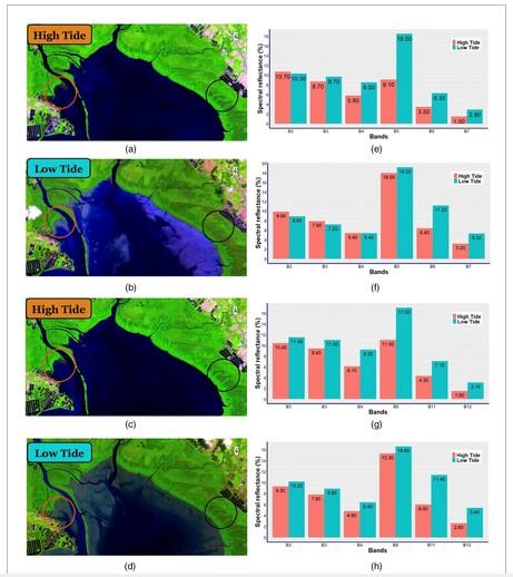 Improved monitoring of the spatio-temporal diversity of mangrove trees and distribution patterns