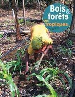 Bois et Forêts des Tropiques : n° 348