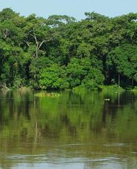 Etat des forêts d’Afrique centrale : un nouveau rapport pour mieux gérer les écosystèmes forestiers du bassin du Congo