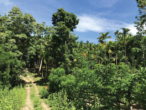 Agroforestry contributes to the well-being of rural populations in East Timor