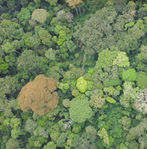 Les forêts d’Afrique centrale sont particulièrement vulnérables aux changements globaux