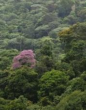  Les mécanismes par lesquels la biodiversité influence le fonctionnement des forêts dépendent de l'état de l'écosystème