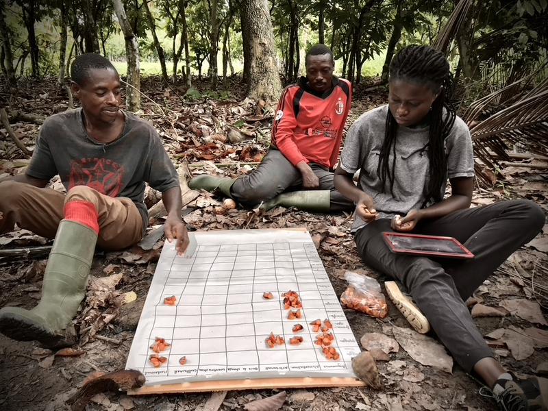 Utilisation de la méthode dite “des cailloux” pour retrouver les valeurs d’usage des arbres présents dans les champs de Cacao © B. Hérault, Cirad