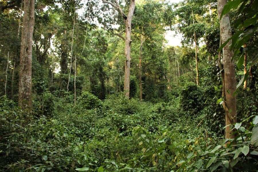 Une forêt à Marantacée dans le Nord Congo. © Maxime Réjou-Mechain