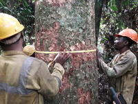 026-ENCADRE PARCELLE SUIVI-Photo8Prise de circonférence d'un arbre dans dispositif de rechercheNord Congo-2019Emilien Dubiez
