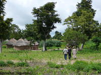 Champ agroforestier avec karités, maïs et autres arbres (Cameroun). © E. Torquebiau