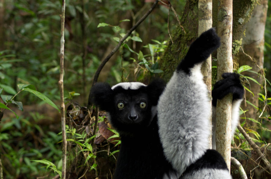 Lemur (Indri indri) - Picture Sébastien Desbureaux 