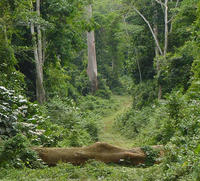 Pistes forestières : elles perturbent la forêt, mais favorisent la régénération des arbres exploités