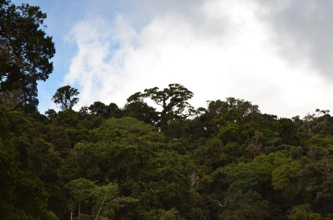 Prédiction d'une réduction des stocks de carbone forestier à Madagascar.