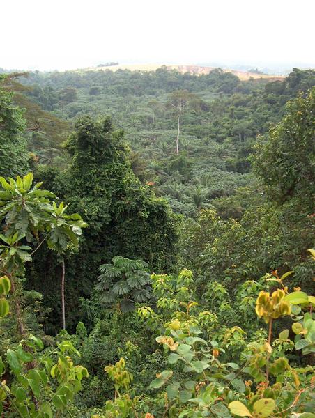 Congo Forest © Cirad, D. Louppe
