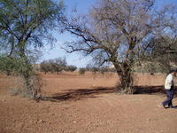 Argan tree in the Souss Plain - Ronald Bellefontaine