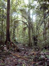 Layon d'inventaire en forêt guyanaire - © J-G Jourget