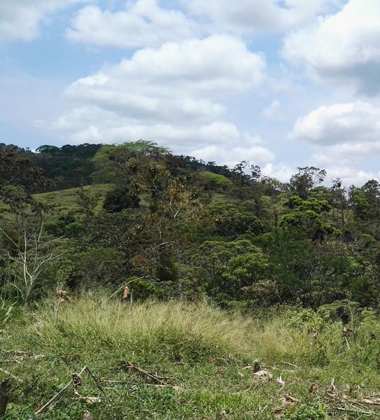  Améliorer le potentiel de production de bois d’œuvre dans les forêts tropicales secondaires et dégradées