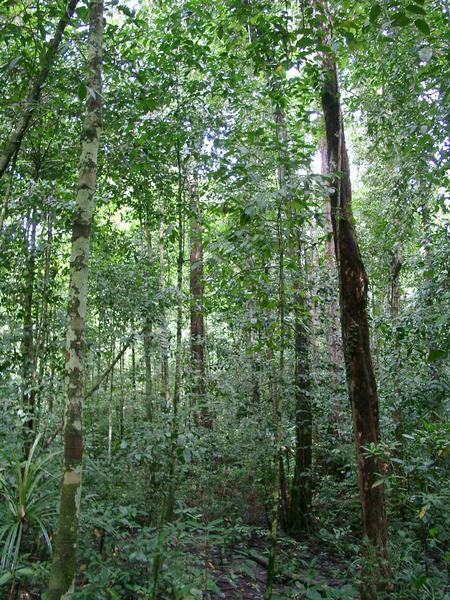 Archipel de Tanimbar : les dernières forêts naturelles saisonnières d'Indonésie
