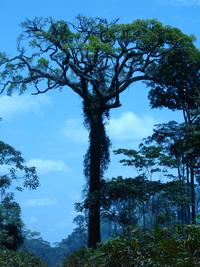 Comment mesurer l'efficacité des instruments pour la conservation des forêts tropicales ?
