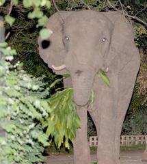 Conflit homme-éléphant en milieu urbain au Zimbabwe
