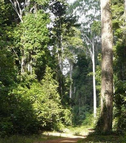 Forêt amazonienne : l’exploitation sélective ne suffira pas à maintenir un approvisionnement durable en bois