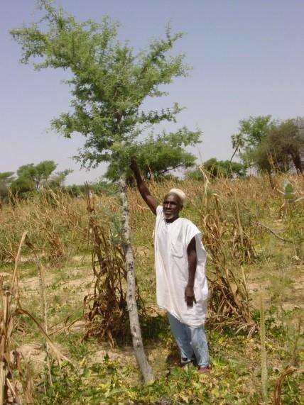Un agriculteur de Mayahi, en zone sahélienne du Niger, a conservé un Faidherbia albida dans son champ par Régénération Naturelle Assistée, une méthode traditionnelle moins coûteuse que la plantation, qui pourrait être boostée à grande échelle, par l'octroi de subventions ciblées (photo R. Peltier) 