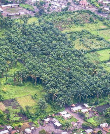 Il sera difficile de concilier développement du palmier à huile et conservation de la biodiversité en Afrique