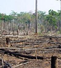Incendies de forêt : quelles sont les priorités d’action pour l’Afrique et l’Amazonie ?