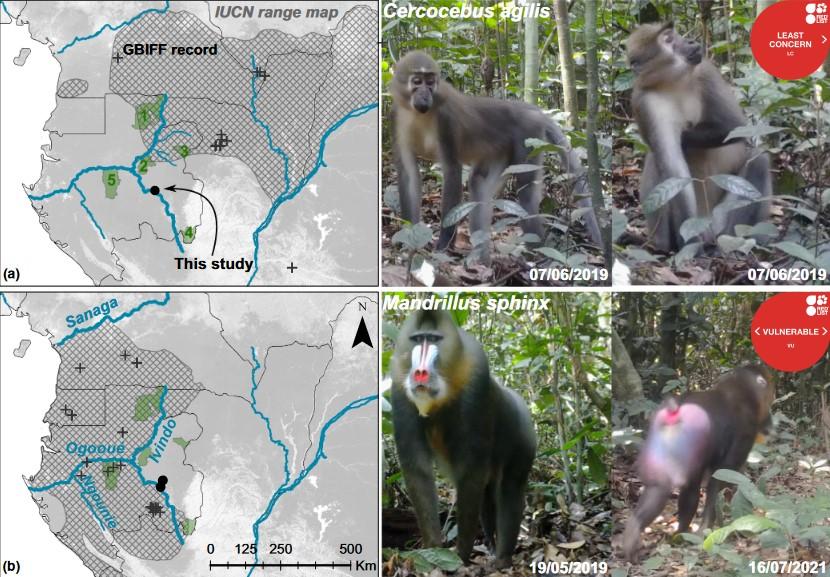 The range of the agile mangabey and mandrill in eastern Gabon revealed by photographic traps