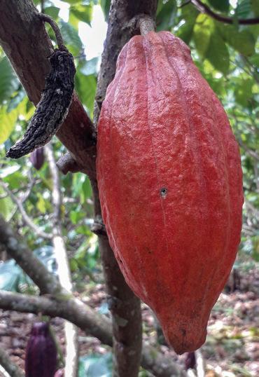 L'approche FLEGT appliquée à la production africaine de cacao