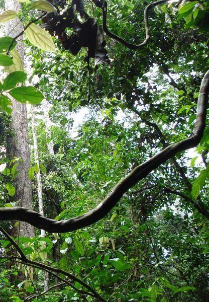 Le changement climatique pourrait entraîner une forte accélération de la dynamique des forêts d'Afrique centrale d'ici la fin du siècle