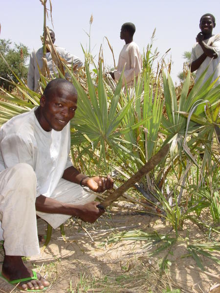 Sélection par Régénération Naturelle Assistée  d'un jeune palmier Doum par un agriculteur de Mayahi (Niger)