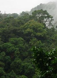 Le filtrage altitudinal des espèces d'arbres de grande taille permet d'expliquer la variation de la biomasse aérienne dans une forêt tropicale d'Afrique centrale