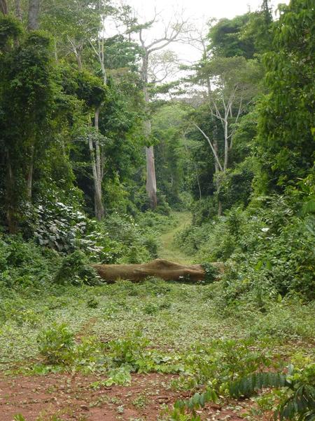 Les effets de l'exploitation forestière sur les "espaces intacts sans routes" au bassin du Congo
