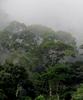 Plinio Sist : « Il est urgent d’agir pour la restauration des écosystèmes forestiers tropicaux à l’échelle des territoires »
