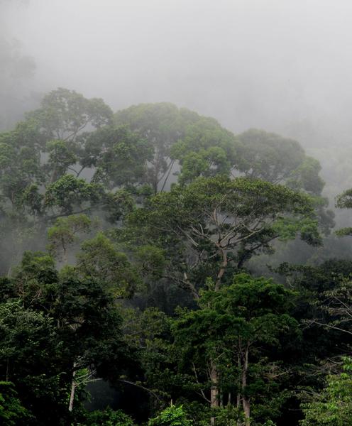 Plinio Sist : « Il est urgent d’agir pour la restauration des écosystèmes forestiers tropicaux à l’échelle des territoires »