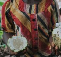 Produire un cacao légal, durable et sans déforestation au Cameroun ? Pas si facile …