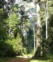 Puits de carbone : le bassin du Congo et l'Amazonie présentent des tendances très contrastées