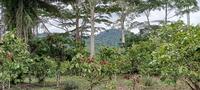 Quels critères pour un « cacao agroforestier » originaire du Cameroun ?