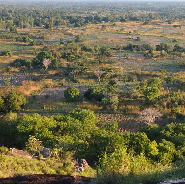Régénération des forêts sèches de Miombo au Mozambique 