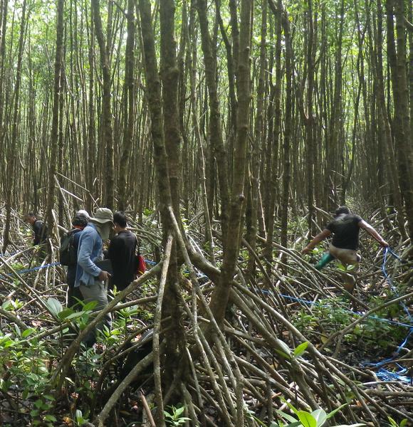  Réhabilitation des mangroves en Thaïlande : observations après 30 ans