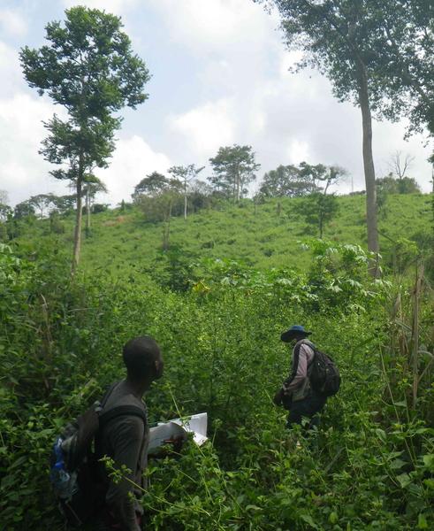 Togo : les plantes envahissantes à l'échelle des paysages