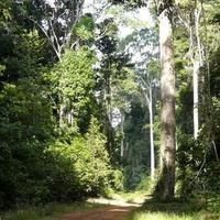 Un modèle unifié d'estimation du bilan carbone dans la gestion des massifs forestiers aménagés