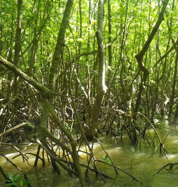 Un outil pour évaluer la réhabilitation des mangroves